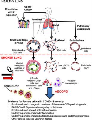 COVID-19, COPD, and AECOPD: Immunological, Epidemiological, and Clinical Aspects